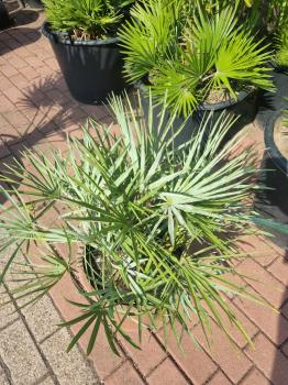 Chamaerops cerifera blaue zwergpalme 75 cm Nr.1