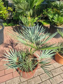 Chamaerops-cerifera-2