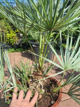 Chamaerops cerifera blaue zwergpalme 80 cm Nr.2