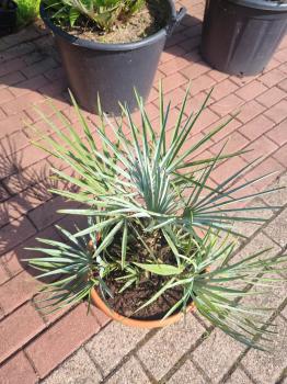 Chamaerops cerifera blaue zwergpalme 60 cm Nr.3