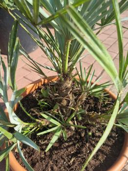 Chamaerops cerifera blaue zwergpalme 60 cm Nr.3