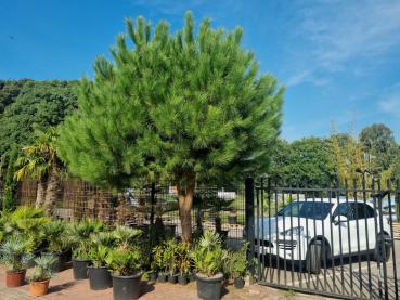 Pinus pinea kaufen - www.plantaplaza.de