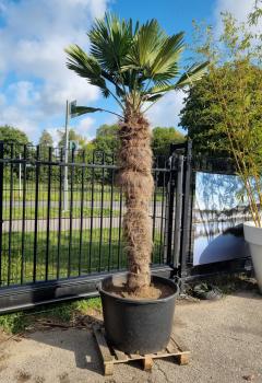 Hanfpalme-Trachycarpus-Wagnerianus-247