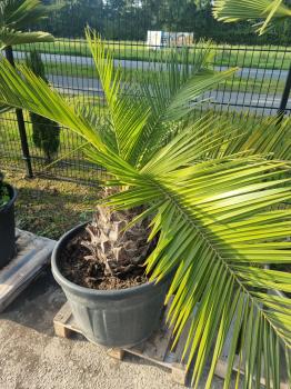 Honigpalme Jubaea Chilensis 145 cm - 40cm Stamm - Winterharte Palme