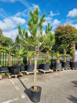 Pinus-Pinea-Nr-10 schirmpinie