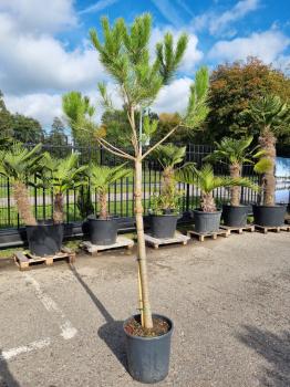 Pinus-Pinea-Nr-11