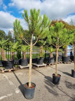 Pinus-Pinea-Nr-12