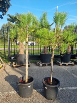 2x-Pinus-Pinea-15