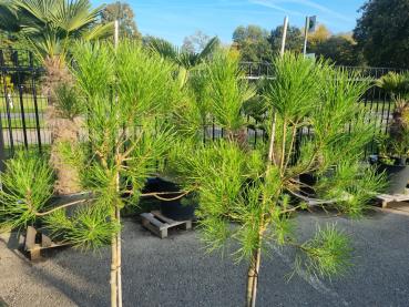 Pinus Pinea in NRW kaufen - www.plantaplaza.de