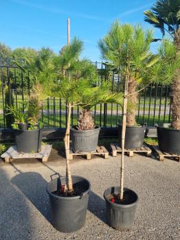 2x-Pinus-Pinea-16