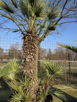 Preview: Chamaerops Cerifera Zwergpalme 280cm - genau diesen im Bild Nr.C3