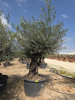 Preview: DIE NEUEN OLIVENBÄUME SIND AB DEM 16/17.03 WIEDER HIER ONLINE VERFÜGBAR.