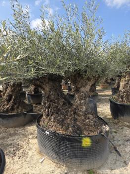 DIE NEUEN OLIVENBÄUME SIND AB DEM 16/17.03 WIEDER HIER ONLINE VERFÜGBAR.