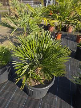 Preview: Chamaerops Vulcano zwergpalme 110 cm Nr.V1