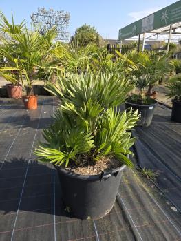 Chamaerops-Vulcano-V2