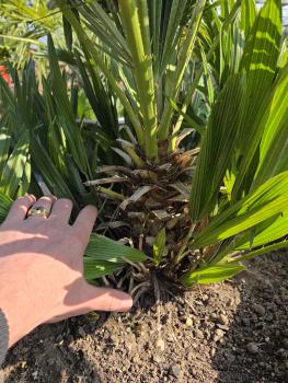 Preview: Chamaerops Vulcano zwergpalme 95 cm Nr.V2