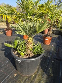 Chamaerops-Vulcano-V3