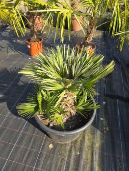 Preview: Chamaerops Vulcano zwergpalme 85 cm Nr.V3