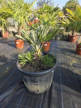 Chamaerops-Vulcano-V4