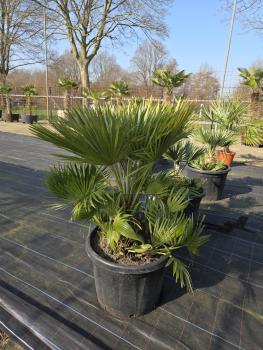 Chamaerops-Vulcano-V5