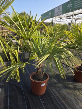 Trachycarpus-Fortunei-K2