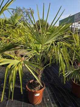 Trachycarpus-Fortunei-K3