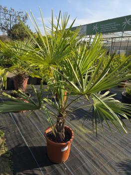 Trachycarpus-Fortunei-K4