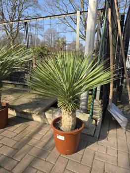 Yucca-Rostrata-1