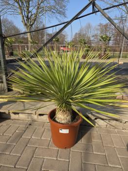 Yucca-Rostrata-12