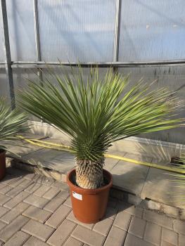 Yucca-Rostrata-17
