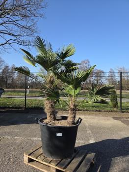 Hanfpalme-Trachycarpus-Wagnerianus-1