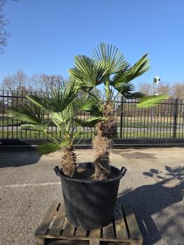 Hanfpalme-Trachycarpus-Wagnerianus-3