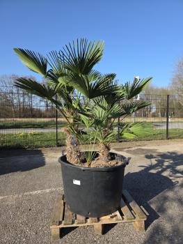 Hanfpalme-Trachycarpus-Wagnerianus-4
