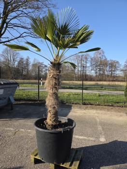 Hanfpalme-Trachycarpus-Wagnerianus-5