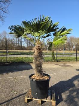 Hanfpalme-Trachycarpus-Wagnerianus-6