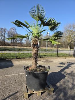 Hanfpalme-Trachycarpus-Wagnerianus-7