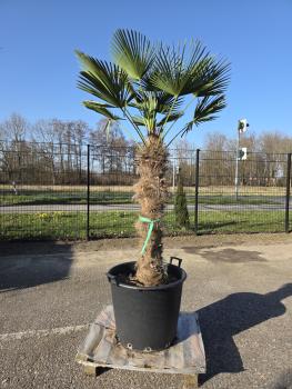 Hanfpalme-Trachycarpus-Wagnerianus-9