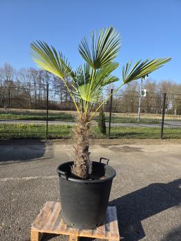 Hanfpalme-Trachycarpus-Wagnerianus-12