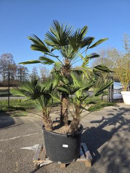 Hanfpalme-Trachycarpus-Wagnerianus-13