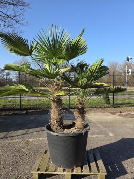 Hanfpalme-Trachycarpus-Wagnerianus-15