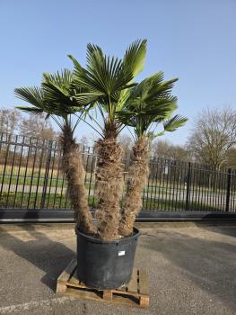 Hanfpalme-Trachycarpus-Wagnerianus-17