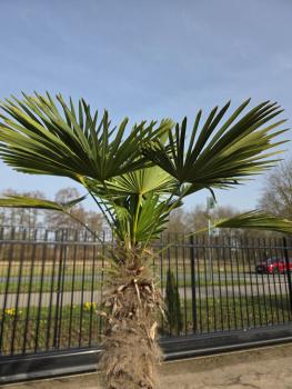 Preview: Winterharte Hanfpalme Trachycarpus - Wagnerianus 200 cm ↑ genau diesen im Bild ↑ Nr.22