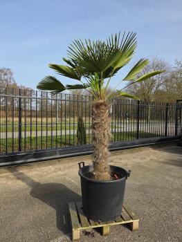 Hanfpalme-Trachycarpus-Wagnerianus-23