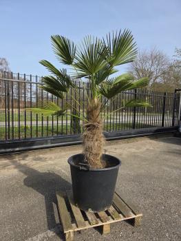 Hanfpalme-Trachycarpus-Wagnerianus-24