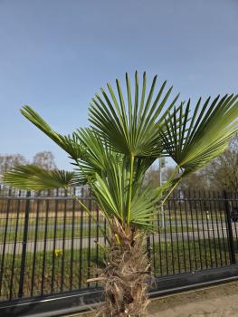 Preview: Winterharte Hanfpalme Trachycarpus - Wagnerianus 200 cm ↑ genau diesen im Bild ↑ Nr.26