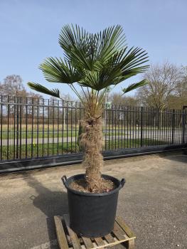 Hanfpalme-Trachycarpus-Wagnerianus-29