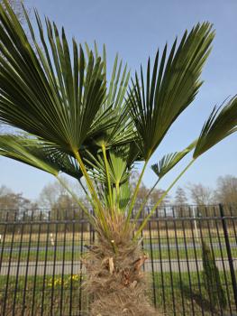 Preview: Winterharte Hanfpalme Trachycarpus - Wagnerianus 220 cm ↑ genau diesen im Bild ↑ Nr.30