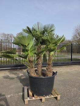 Hanfpalme-Trachycarpus-Wagnerianus-31
