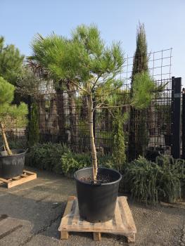 Pinus-Pinea-Nr-16