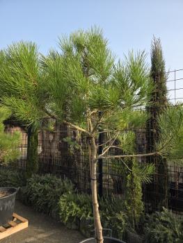 Preview: Pinus pinea 210 cm Mittelmeer - Schirmpinie - genau diesen im Bild Nr.16